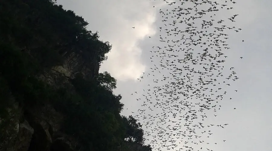 Bat Watching