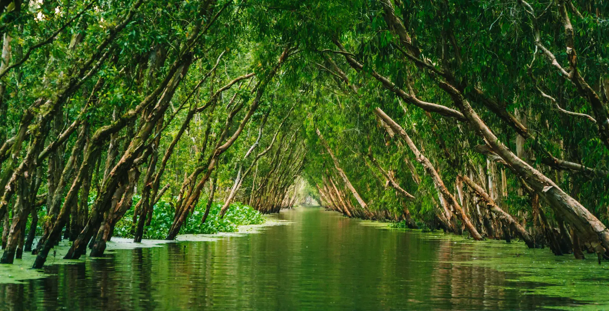 Authentic Encounter: Tra Su Sanctuary Boat Ride