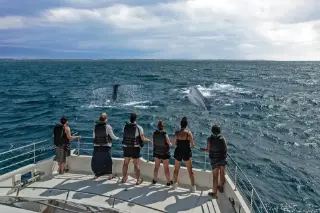 Dolphin & Whale Watching