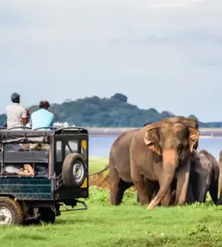 Wilpattu