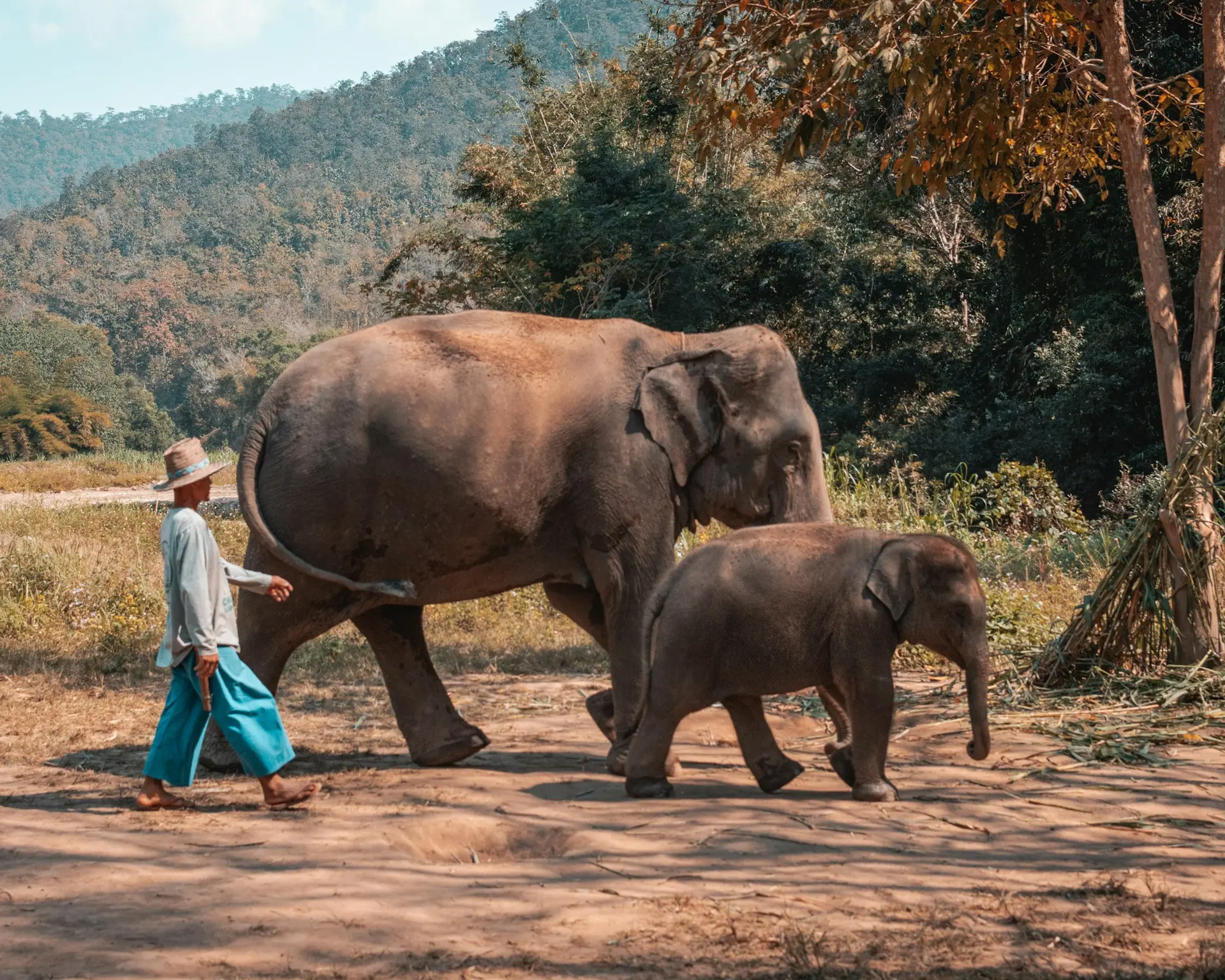 Authentic Encounter: Half-day Excursion to Elephant Rescue Park