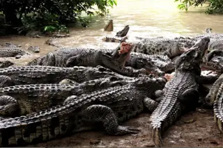 Crocodile Farm