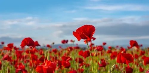 Anzac Day Tour-9 Days