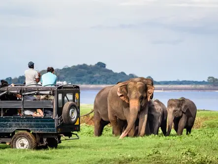 Splendours of Ceylon