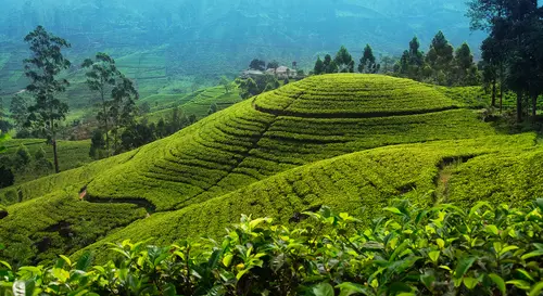 Splendours of Ceylon