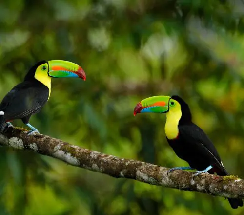 Top 8 Animals to Spot in Costa Rica