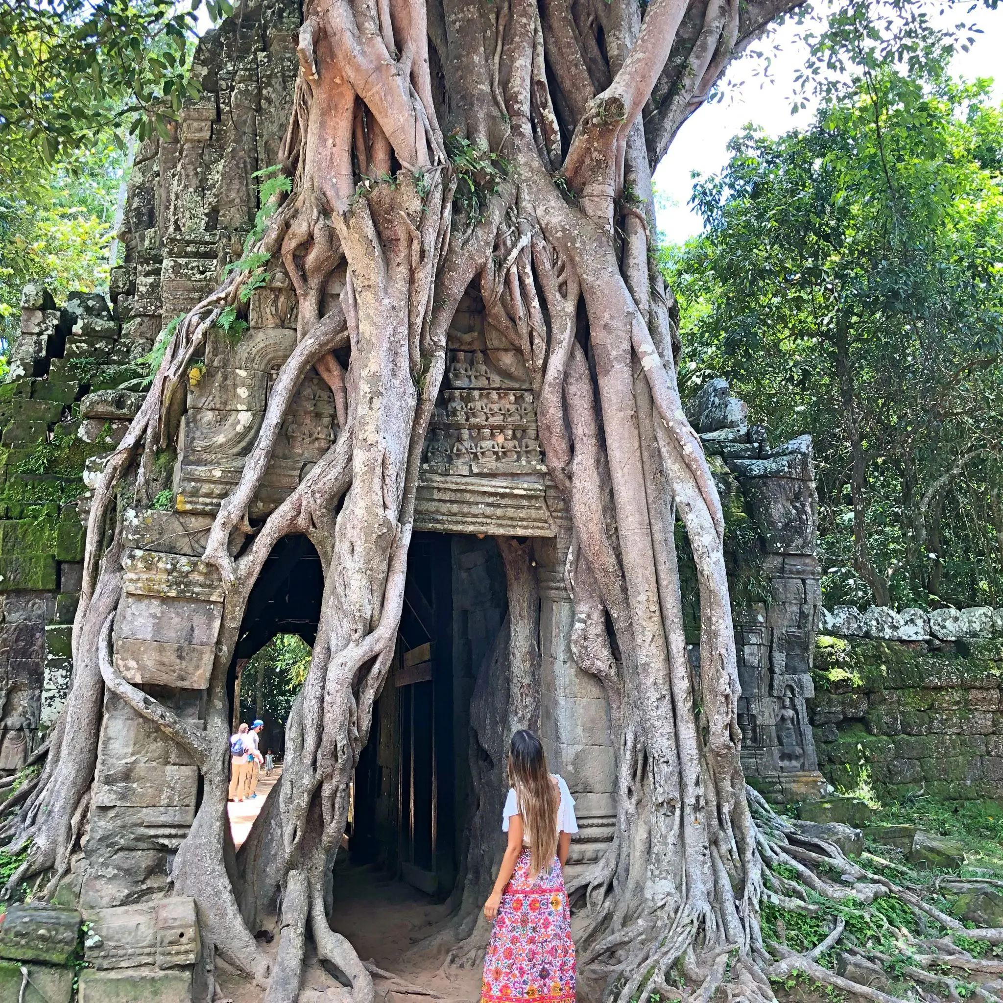 Angkor Wat old tree