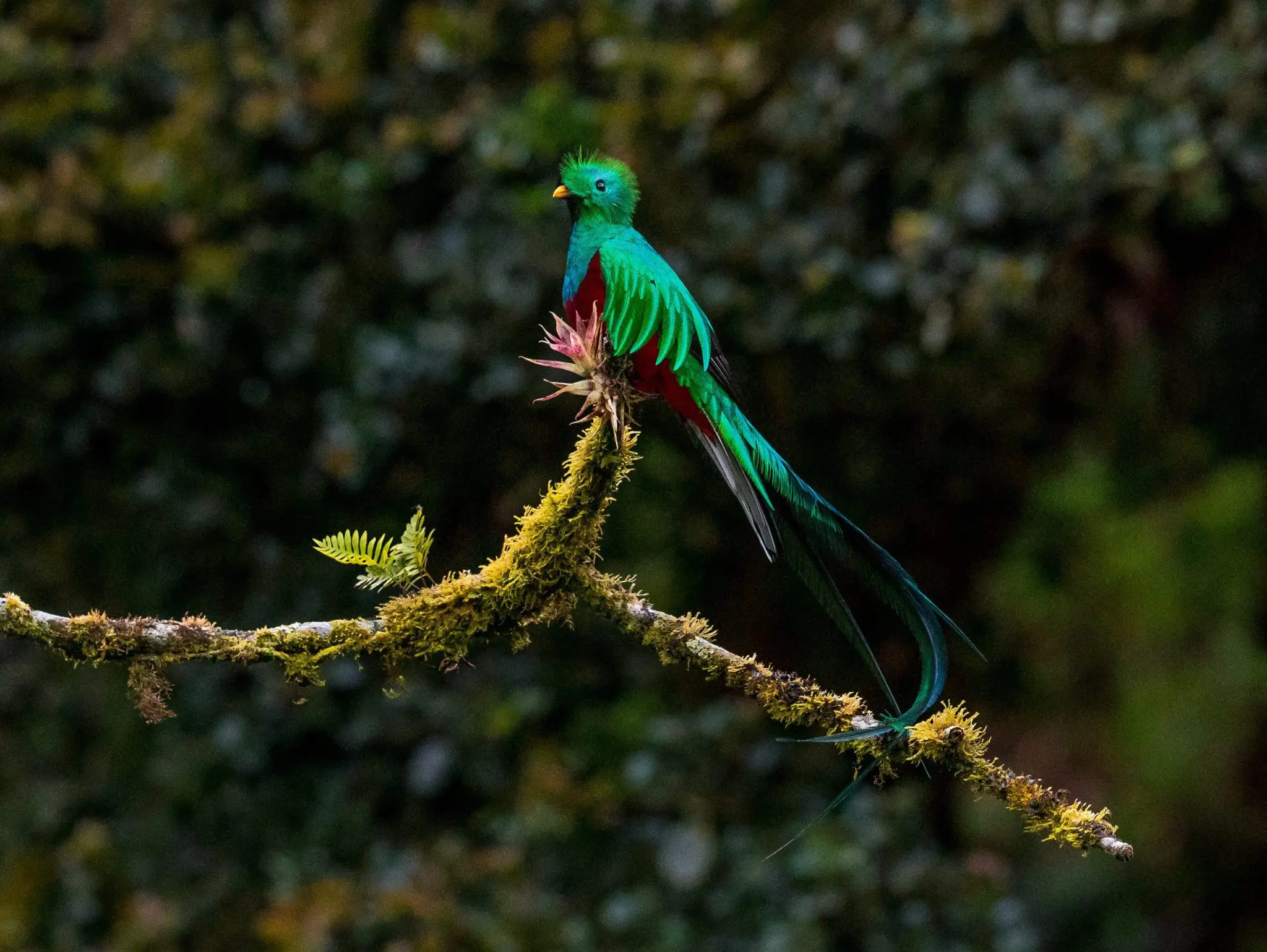 Costa Rica’s Cloud Forests