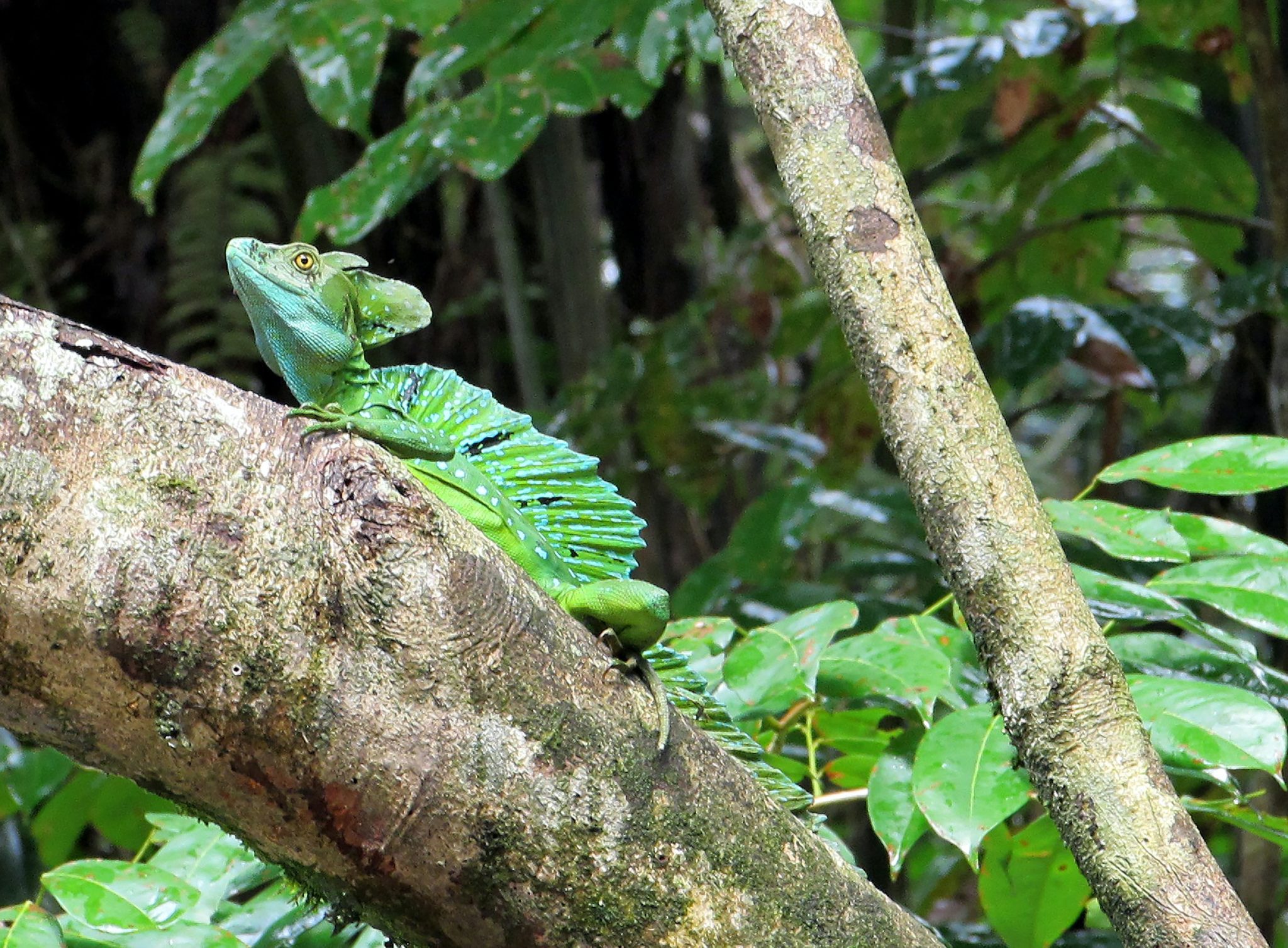 Tortuguero - Travel Talk Tours