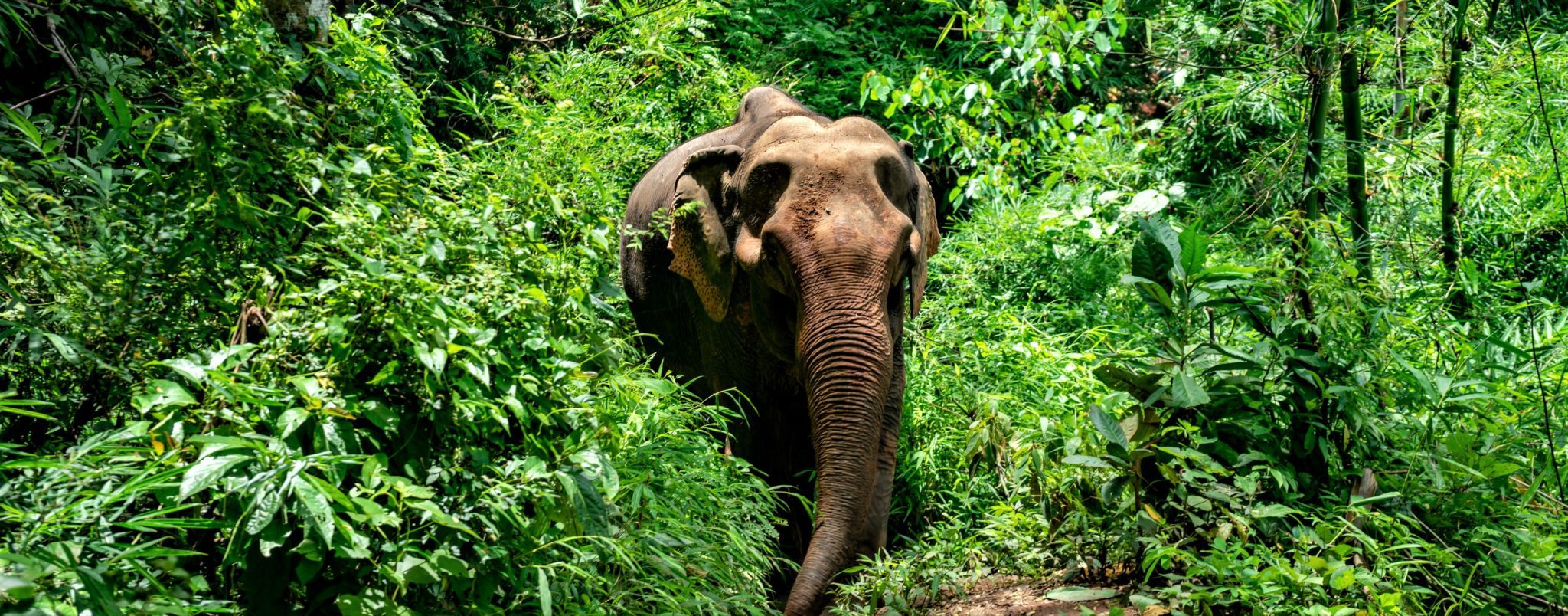 Elephant EcoValley - Travel Talk Tours